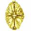 Picture of Patera - Decorative Shield 